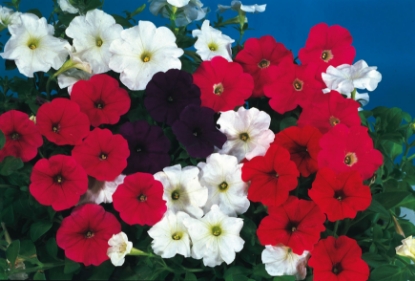 Picture of Petunia - Grandiflora - Super Cascade Series Mixed F1